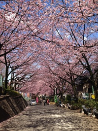 桜IMG_1496.jpg