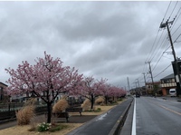 桜　川沿い.jpg