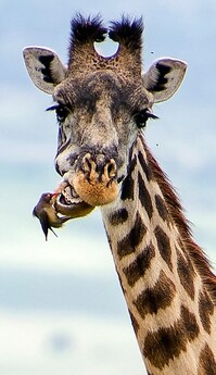 2E20A75100000578-0-image-a-27_1446715596132.jpg